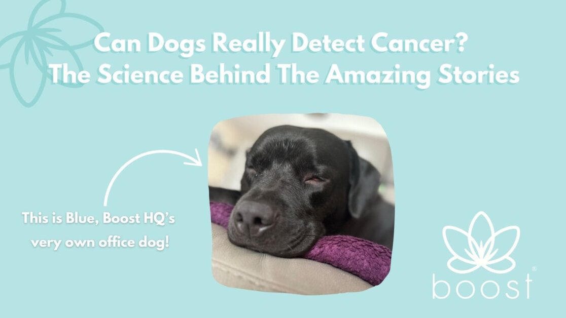 Can Dogs Really Detect Cancer? The Science Behind The Amazing Stories